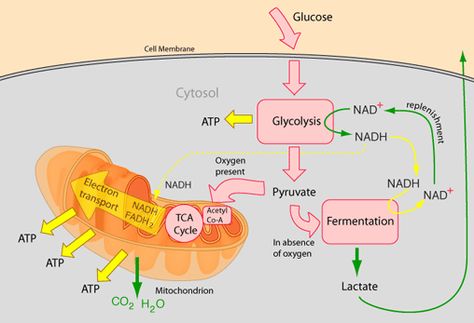 cellular respiration showing both aerobic and anaerobic pathways Aerobic Respiration, Bio Notes, Ap Bio, Cellular Respiration, Biology Classroom, Exercise Physiology, Ap Biology, Biology Notes, Cell Biology