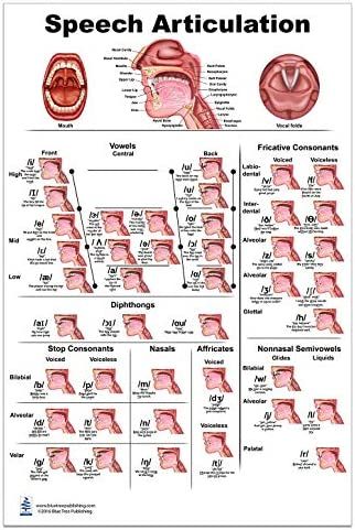 Phonetics English, Mouth Anatomy, Vowels And Consonants, Speech Therapy Tools, Speech Articulation, Anatomy Poster, Slp Activities, Medical Student Motivation, Speech Delay