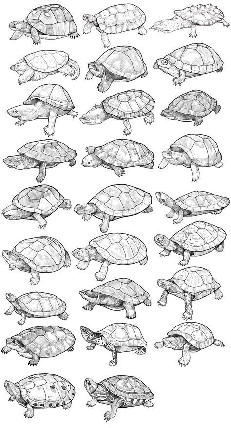 Turtle Drawing Realistic, Cute Turtle Drawings, Tortoise Drawing, Turtle Sketch, Shell Drawing, Turtle Drawing, Pencil Drawings Of Animals, Sea Turtle Art, Drawing Realistic