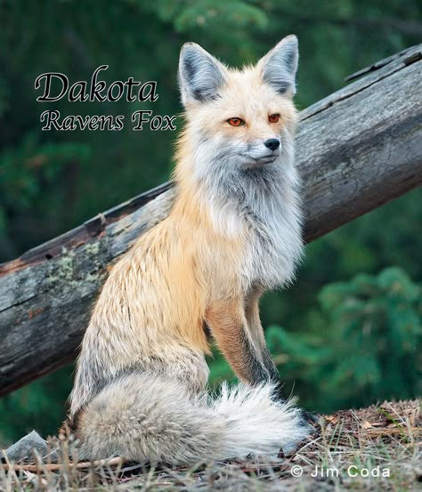 Raven was a Fox, Or known as a Were fox  Other People think she's hum… #werewolf #Werewolf #amreading #books #wattpad Fox Eyeliner, Fox Aesthetic, Fox Nails, Fox Photography, Regnul Animal, Fox Crafts, Fox Images, Fox Hair, Wallpapers Beautiful