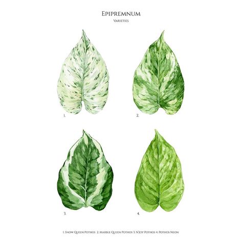 Unique Botanical Artwork on Instagram: “Check out my newest illustration! I love love love epipremnums, do you?   Here are 4 popular species:   1. Snow Queen Pothos  2. Marble…” Pathos Plant Drawing, Snow Queen Pothos, Pathos Plant, Epipremnum Aureum, Botanical Drawing, Gouache Illustrations, Plant Tattoo, Botanical Artwork, Plant Drawing