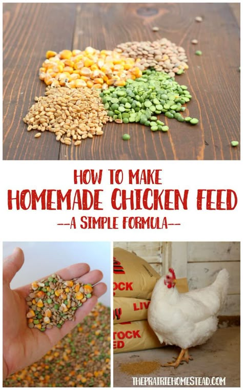 Diy Chicken Food, Chicken Feed Recipe, Homemade Chicken Feed, Backyard Chicken Coop Plans, Chicken Life, Backyard Chicken Farming, Chickens And Ducks, Chicken Treats, Raising Backyard Chickens