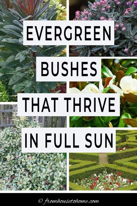 Evergreen Shrubs Full Sun, Shrubs For Full Sun, Evergreen Bushes, Full Sun Landscaping, Full Sun Garden, Shrubs For Landscaping, Full Sun Shrubs, Evergreen Landscape, Low Growing Shrubs