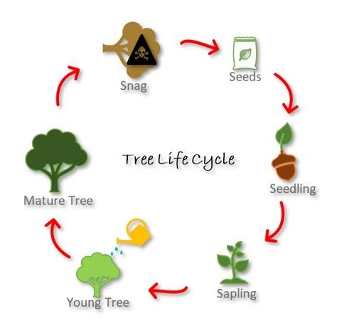 Diagram of the different stages of the tree life cycle. Life Cycle Of A Tree, Tree Life Cycle, Infant Art, Room Crafts, All Falls Down, Kings Canyon National Park, Kings Canyon, How To Grow Taller, Interactive Activities