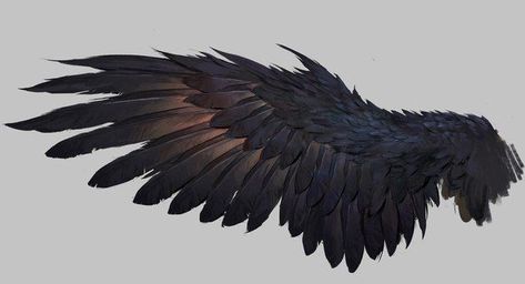 Raven Wings, Wings Drawing, Wing Tattoo, Creation Art, Wings Art, Bird Wings, Crows Ravens, Painting Classes, Desenho Tattoo