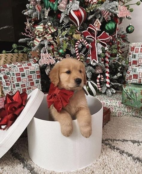 Dog Christmas Photos, Dog Christmas Pictures, Golden Retriever Christmas, Christmas Dreaming, Dog Photoshoot, Preppy Christmas, Cute Dog Photos, Christmas Feeling, Christmas Puppy