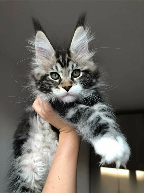 Hyperallergic Cats, Mancoon Cats, Cat Poses, Therian Mask, Cut Animals, Cute Small Animals, Image Chat, Cats Photos, Söt Katt