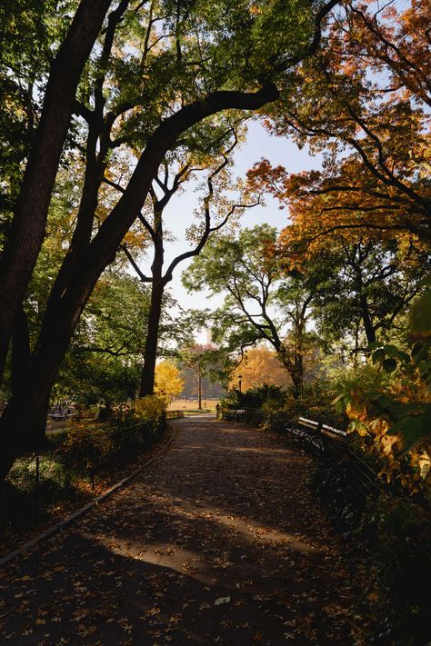 Photos of Peak NYC Fall Foliage in Fort Greene, Brooklyn Fall Foliage Map, Fort Greene Brooklyn, Hudson New York, Nyc Fall, To Do In New York, Nyc Park, Brooklyn Heights, Travel Photography Tips, New York City Travel