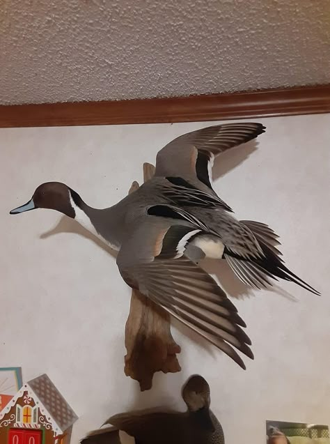 Mallard Duck Mount Ideas, Mallard Mounts Taxidermy, Duck Mounts Taxidermy, Bufflehead Duck Mount, Mallard Taxidermy, Pintail Duck Mount, Mallard Drake Mount, Duck Hunting Decor, Canadian Goose Mounts Taxidermy