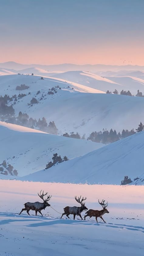 Picture this: a serene winter wonderland with snow-covered trees and majestic snowy mountains. 🏔️✨ Spot the playful reindeer prancing through the soft blanket of snow. Perfect vibes for the holiday season! ❄️🎄 #WinterMagic Snow Landscape Aesthetic, Winter Forest Photography, Snow Forest Illustration, Snowy Norway, Soft Winter Aesthetic, Snow Landscape Photography, Winter Scenes Photography, Winter Wonderland Aesthetic, Snow Field