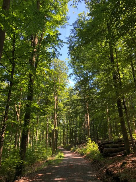 Hiking Forest Aesthetic, Forest Life Aesthetic, Forest Summer Aesthetic, Summer Forest Aesthetic, Adam Lockwood, Becka Mack, Morning Forest, Unravel Me, Forest Summer