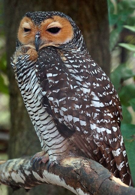 Spotted Wood Owl by casanova.frankenstein Spotted Owl, Awesome Owls, Beautiful Owls, Nocturnal Birds, Owl Photography, Burrowing Owl, Wood Owls, Barred Owl, Owl Photos