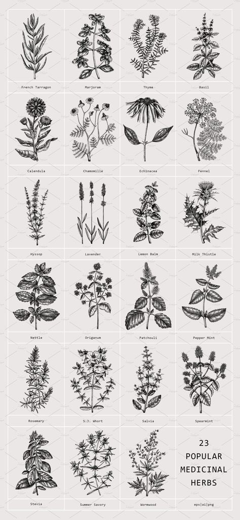 23 Garden Herbs. Vectors Collection | Design by  Jalon Clough Herbs Art Botanical Prints, Medicinal Herb Tattoo, Dried Herbs Tattoo, Witch Herbs Tattoo, Patchouli Flower Tattoo, Herbal Tattoo Sleeve, Tarragon Tattoo, Herb Garden Drawing, Witch Herbs Drawing