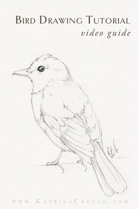 In this step by step video tutorial I'm going to show you how to draw this sweet little bird. If you want to learn how to draw realistic animals and birds, follow my drawing tutorial videos #drawingtutorial #animaldrawing #birddrawing #drawingfeathers #realisticdrawing drawing tips and tricks Bird Pencil Drawings Easy, Sketch Of Bird, Birds Cartoon Images, Drawing Birds Tutorial, How To Draw Simple Animals, Bird Drawings Easy Step By Step, How To Draw A Fox Step By Step, How To Draw A Bird Step By Step, Basic Sketching For Beginners