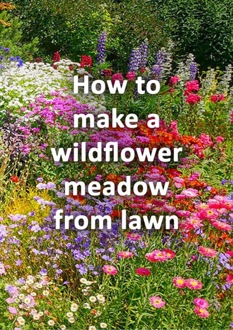 Wildflower Garden With Path, Lawn To Garden, Garden Plant Design Ideas, Small Wild Garden Ideas, Wildflower Garden Front Yard Landscape Design, Native Meadow Garden, Planting Wild Flowers Garden Ideas, Burm Landscaping Ideas Front Yard, Wilding Garden