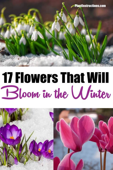 Winter Perennial Flowers, Winter Bulbs Outdoors, Fall And Winter Plants And Flowers, Fall Winter Flower Beds, Winter Interest Plants, Fall And Winter Flowers To Plant, Winter Blooming Plants, Flowers That Bloom In Winter, Winter Blooming Flowers