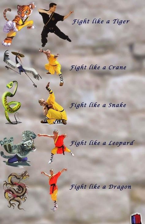 Kung Fu Animal Styles, Kung Fu Styles, Martial Arts Styles Kung Fu, Kung Fu Aesthetic, Kung Fu Techniques, Wushu Kung Fu, Kung Fu Moves, Martial Arts Quotes, Traditional Martial Arts