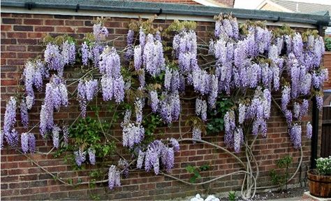 (3) Wisteria - Ignorance is bliss : Grows on You Wisteria Trellis, Wisteria Pergola, Wisteria Plant, Wisteria Garden, Garden Gates And Fencing, Wisteria Lane, Wisteria Tree, Garden Vines, Fine Gardening