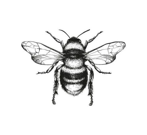 Anatomical Bee Drawing, Queen Bee Illustration, Bumble Bee Drawings, Bee Drawing Aesthetic, Honey Combs Drawing, Bee Tattoo Drawing, Bumble Bee Sketch, Bee Pencil Drawing, Bumble Bee Drawing