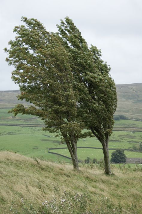 Wind In Trees, Wind Aesthetics, Windy Aesthetic, Wind Reference, Windy Landscape, Windy Forest, Tree Blowing In The Wind, Trees Blowing In The Wind, Trees In The Wind