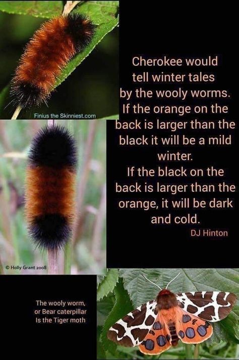 Wooly Bear Caterpillar, Woolly Bear, Native American Wisdom, Tiger Moth, Winter's Tale, Animal Facts, Bugs And Insects, Back To Nature, The Rack