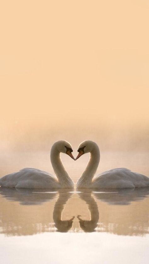 Image St Valentin, Bird Background, Swan Photography, Swan Pictures, Swan Wallpaper, Swan Love, Aquatic Birds, Lucky Wallpaper, Beautiful Swan