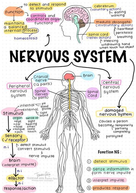 Nursing School Inspiration, Studie Hacks, Psychology Notes, Study Biology, Nursing School Motivation, Medical School Life, Nurse Study Notes, Basic Anatomy And Physiology, Nursing Student Tips