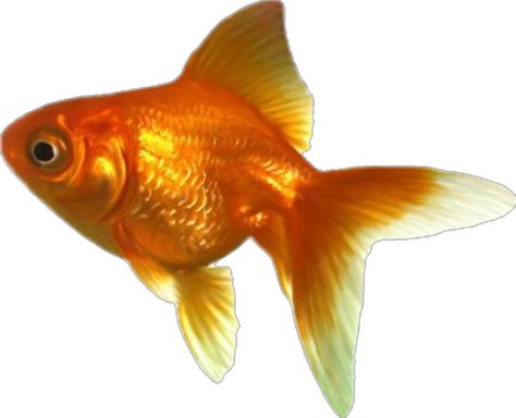 Goldfish Clipart, Goldfish Drawing, Goldfish Swimming, Gold Fish, Png Icons, Goldfish, Reference Photos, Art Reference Photos, A White Background