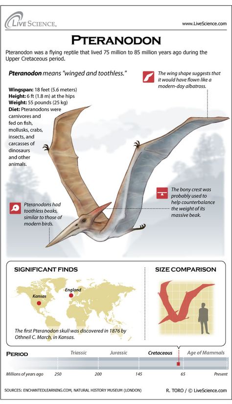 Flying reptiles ruled the skies for millions of years. Pterosaurs, however, were not dinosaurs and they are not the ancestors of modern birds. Toothless Flying, Flying Dinosaurs, Dinosaur Facts, Flying Creatures, Dinosaur Era, Prehistoric World, Modern Birds, Ancient Animals, Extinct Animals