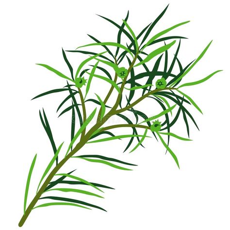 Tea Tree. (Melaleuca alternifolia) - illustration , #affiliate, #Tree, #Tea, #Melaleuca, #illustration, #alternifolia #ad Melaleuca Tree, Tea Tree Oil Uses, Oils For Dandruff, Tree Template, Ways To Heal, Bio Oil, Melaleuca Alternifolia, Tea Tree Essential Oil, Homemade Remedies