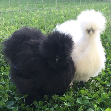 Black Silkie Chicken, Silkie Chickens Colors, Fluffy Chickens, Silkie Bantam, Breeds Of Chickens, Fluffy Chicken, Cottagecore Life, Raising Quail, Whimsical Birds