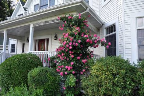 William Baffin climbing rose Vermont Garden, Flower Planting, House Front Porch, Garden Goals, Farm Kids, Climbing Rose, Gardening Inspiration, Red Brick House, Garden Home Decor