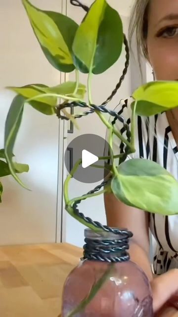 Air Layering Propagation Diy, Small Space Plants Indoor, Diy Plant Pole Indoor, Ivy Plant Indoor Decor Ideas, Ideas For Hanging Plants Indoors, Propagation Station Ideas, Diy Indoor Trellis Ideas, Diy Plant Support Ideas, Monstera Support Ideas