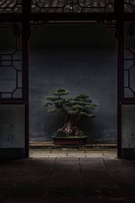 two assorted bonsai photo – Free Tokyo Image on Unsplash Wallpaper Karate, Japanese Indoor Plants, Japanese Mood Board, Wallpaper Mobil, Japanese Bonsai Tree, Japan Restaurant, Family Cottage, Art On Wall, Bonsai Tree Care