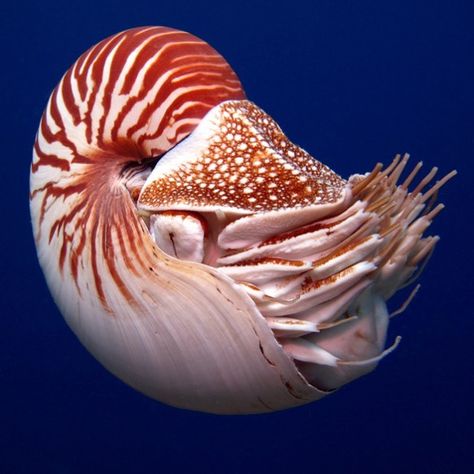 The chambered nautilus is one of six species of nautilus, the only cephalopods (squids, octopuses and relatives) that have external shells.… Octopus Species, Fishing Activities, Chambered Nautilus, Marine Organism, Underwater Animals, Weird Fish, Nautilus Shell, Hand Painted Wine Glasses, She Sells Seashells