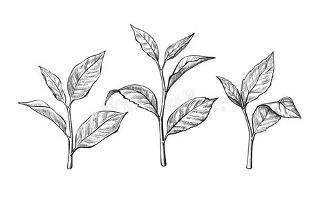 Tea Leaves Tattoo, Herbal Illustration, Leaves Sketch, Tea Illustration, Fish Illustration, Leaf Drawing, Tea Brands, Tea Leaf, Simple Illustration