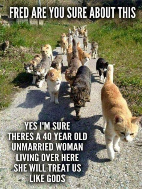 20 Hilarious Cat Lady Memes You Would Totally Love Cat Lady Meme, Grumpy Cat Memes, Cat Lady Humor, Humor Animal, Funny Animal Pics, Animal Humor, Söt Katt, Funny Photo, Funny Cat Memes