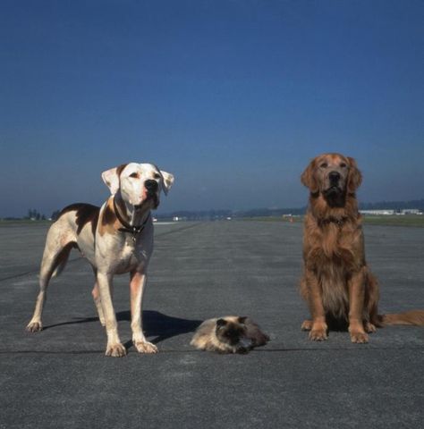 Day #5: Your favorite hero - Couldn't choose just one, so I chose Shadow and Chance from Homeward bound. Homeward Bound Movie, Bound Movie, Disney Live Action Movies, Disney Live, Homeward Bound, Goofy Movie, Film Disney, Childhood Movies, Animals Friendship