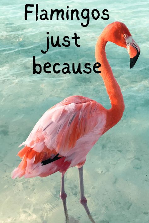 Happy Valentines Day Sister, Flamingo Quotes, Flamingos Quote, Flamingo Pictures, Flamingo Color, Fancy Flamingo, Funny Flamingo, Flamingo Bird, Flamingo Art