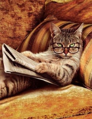 Funny Cat Picture Wallpapers Cool - HD Wallpapers , Picture ,Background ,Photos ,Image - Free HQ Wallpaper - HD Wallpaper PC Cat With Glasses, Cat Reading, Here Kitty Kitty, Funny Cat Pictures, Kitty Kitty, Cats Meow, Pretty Cats, Cute Kittens, Crazy Cat