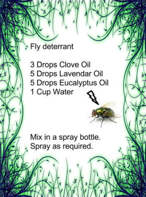 Homemade Fly Spray, Bug Spray Recipe, Fly Spray, Oil Remedies, Bug Repellent, Bug Spray, Essential Oil Diffuser Blends, Oil Diffuser Blends, Young Living Oils