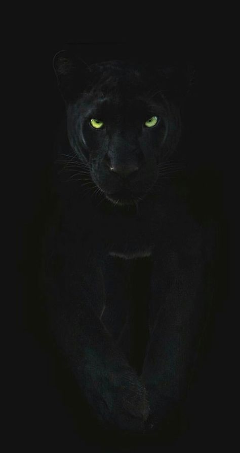 Black Panther Cat, Panther Cat, Black Jaguar, Animal Wallpaper, Black Panther, Wild Animals, Big Cats, Green Eyes, Jaguar