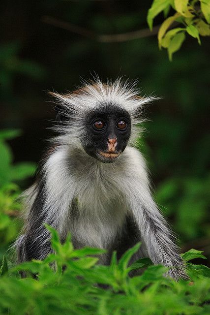 Africa | Found only on Unguja, the main island of Zanzibar, the Red Colobus is… Colobus Monkey, Zanzibar Africa, Blue Monkey, Mandrill, It's Saturday, Unusual Animals, Rare Animals, Monkey Business, Baboon