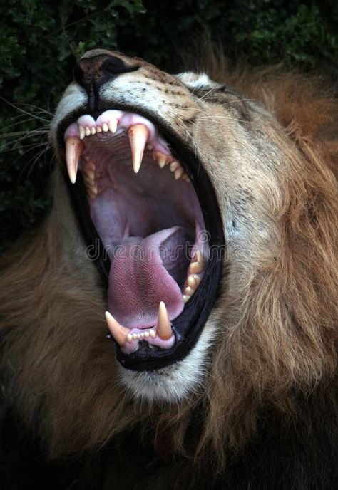 Big black maned lion shows off his teeth. A large male lion shoes off his teeth #Sponsored , #affiliate, #Sponsored, #maned, #Big, #male, #lion Black Maned Lion, Lion Teeth, Hr Ideas, Curiosity Killed The Cat, Lion Images, Male Lion, Black Lion, Lion Mane, Carousel Horses