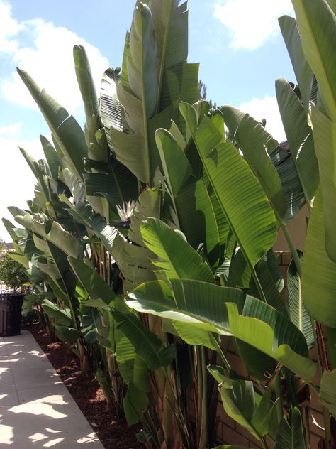 landscape, giant birds of paradise #altadelmar Banana Palm Garden, Palms For Privacy, Privacy Palms, Strelitzia Nicolai Outdoor, Giant Bird Of Paradise Landscape, Tropical Screening Plants, Travelers Palm Landscape, Banana Leaf Plant Outdoor, Tropical Hedge Plants