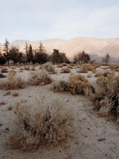 Desert Aesthetic, Lone Pine, Between Two Worlds, Desert Life, Desert Vibes, Neutral Aesthetic, Nature Aesthetic, Of Wallpaper, Fallout