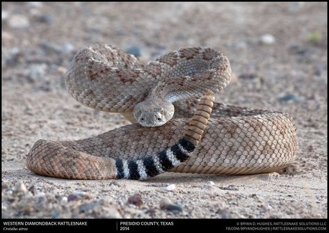 Diamondback Rattlesnake Tattoo, Western Rattlesnake, Rattlesnake Tattoo, Western Diamondback Rattlesnake, Diamondback Rattlesnake, Snake Photos, Danger Noodle, Western Gothic, North American Animals