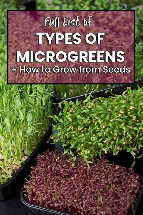 There are so many different types of microgreens; learn about all the variaties and how you can even grow them indoors! Micro Green Seeds, Types Of Microgreens, How To Grow Micro Greens, Growing Microgreens At Home, Micro Greens Growing Indoors, Types Of Squash Summer, Farming Knowledge, Microgreens Growing Indoor, Micro Greens Growing