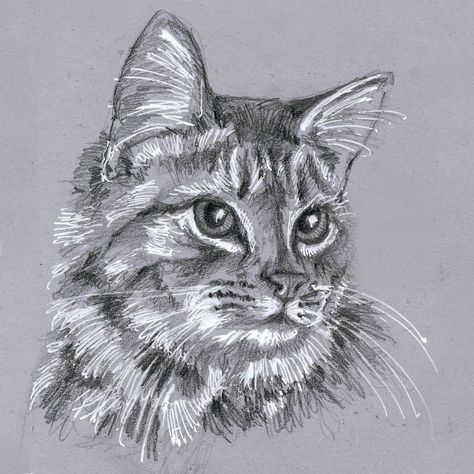 Graphic pencil and white Gelly Roll pen drawing on grey paper. Drawings On Grey Paper, Grey Sketchbook Art, Grey Paper Sketch, Grey Paper Drawing, Cat Drawing On Lined Paper, Toned Grey Paper Drawings, Gray Cat Drawing, Cat Pen Drawing, Grey And White Cat Drawing