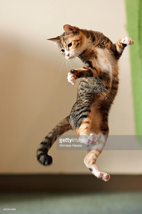 Jumping Cat, Cats Videos, Dancing Cat, Here Kitty Kitty, Domestic Cat, I Love Cats, Kitty Kitty, Cats Meow, Cute Kittens